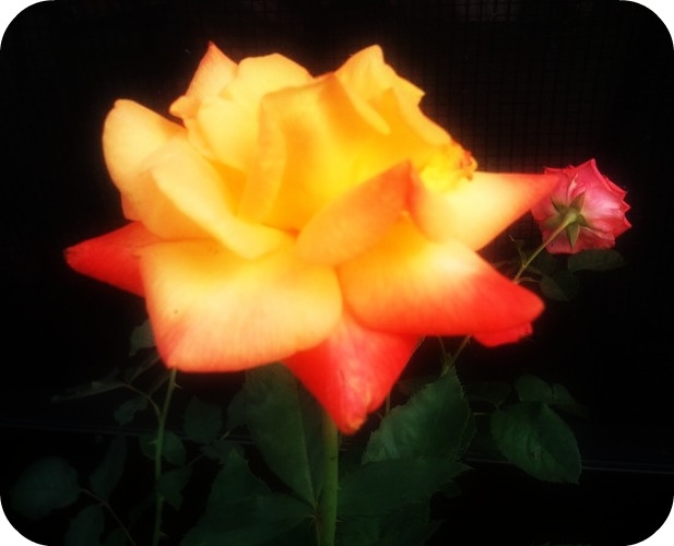 this rose is for u <3